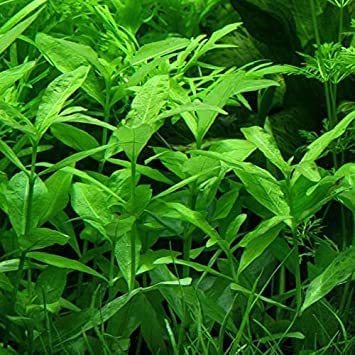 See full amazon price history chart for Maalavya Hygrophila polysperma Rosanervig Live Aquarium Aquatic Plant (8 to 10 Stems) With Pot Maalavya Hygrophila polysperma Rosanervig Live Aquarium Aquatic Plant (8 to 10 Stems) With Pot (B0BP7MPLZR) Amazon Price History, Amazon Price Tracker