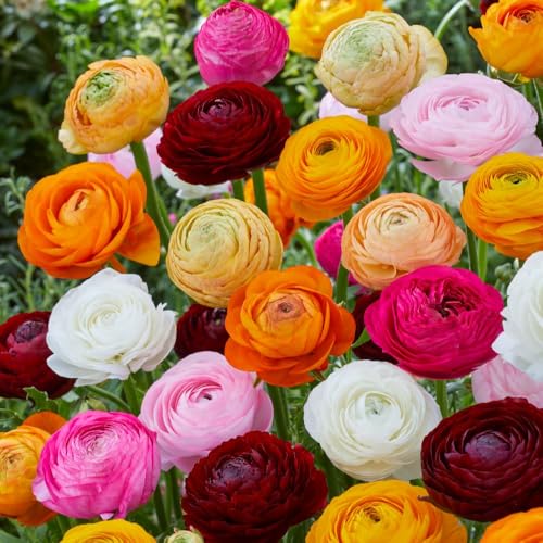 Ranunculus Mixed Bulbs Large & Luxurious Jewel-Toned Flowers Ideal for Borders & Containers Prized by Florists 100 Bulbs Thompson & Morgan