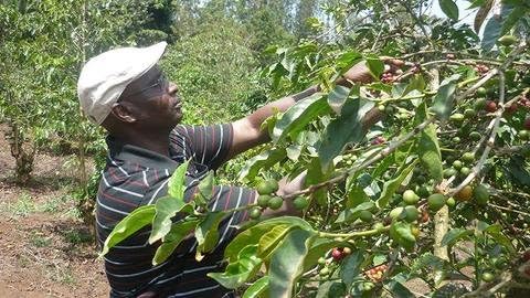 5LBS Kenya Giakanja Unroasted Green Coffee Beans