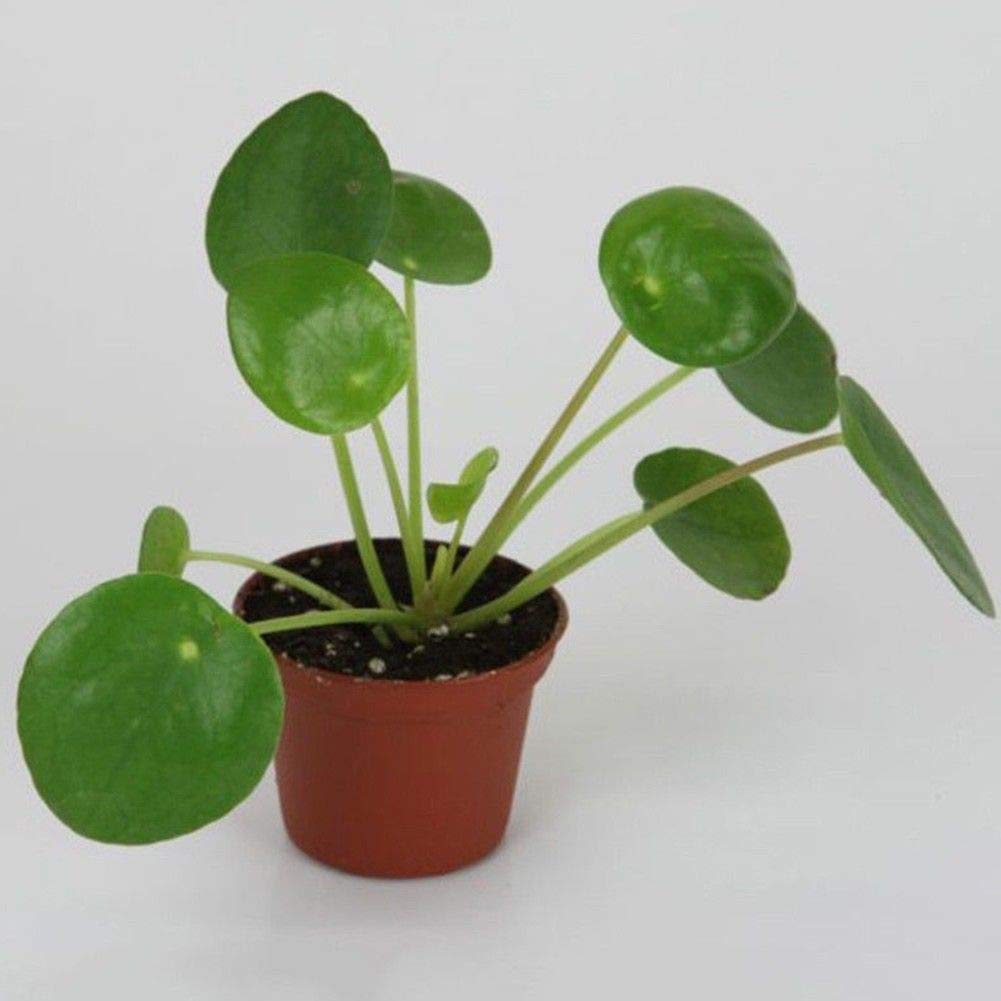 Pilea Peperomioides (Plante à Monnaie Chinoise) Rare - Pot 9cm, Envoi Racines Nues - Plante D'Intérieur Tendance