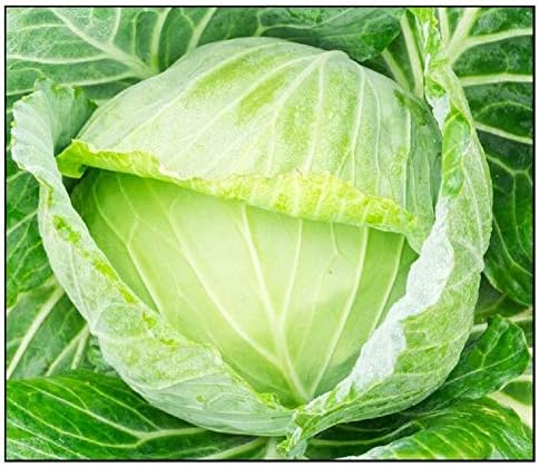 250 Golden Acre Cabbage Seeds | Non-GMO | Fresh Garden Seeds
