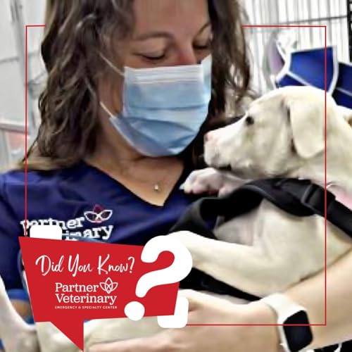 Pet Emergencies &hellip; What Can and Can&rsquo;t Wait? in Veterinary Medicine