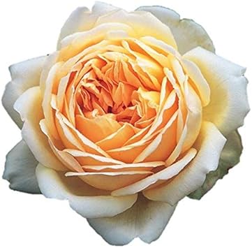 Amazon Co Jp バラ苗 ジュードジオブスキュア 大苗ｅｒ6ｌ専用角鉢入 黄色系 イングリッシュローズ Diy 工具 ガーデン