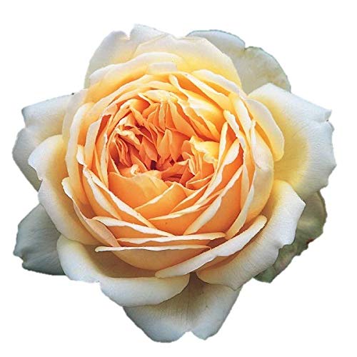 Amazon.co.jp: バラ苗 ジュードジオブスキュア 大苗ER6L専用角鉢入