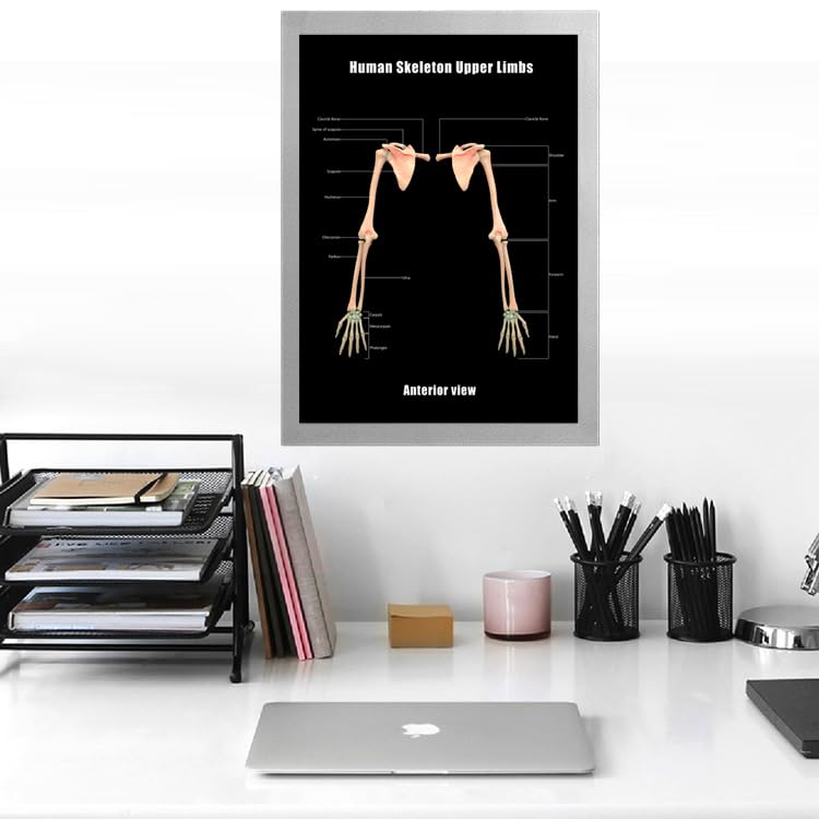 Image of Taanfu Body Educational Learning Anatomy Posters ，Skeleton Upper Limbs Art Skeleton Villi Anatomy Art Poster Digestive System Organs Illustration Small Intestine Physiology Anatomy Wall Art Villi