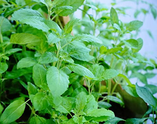 Greenwise Lemon Tulsi - Healthy Live Plant | Kitchen Herb | Holy Lemon Basil | Medicinal Plant | Lemon Basil Live | Garden Plant | Plant with Pot (Lemon Tulasi) (B09PVPXKQV) Amazon Price History, Amazon Price Tracker