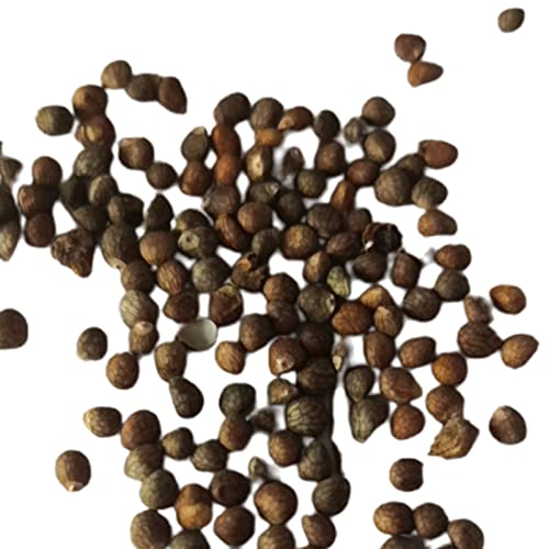 Haloppe 100 Stück Coleus-Pflanzensamen für die Bepflanzung des Hausgartens, Coleus-Samen, mehrjähriger Garten, Bonsai-Samen für den Haushof – Bild 4