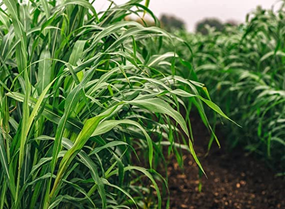 STOKIYA Hybrid Sorghum Sweet Sudan Fodder Grass Jowar Seed (500 gmper packet) SeedS Seed (500 gm per packet) (B0BXJ7KVSZ) Amazon Price History, Amazon Price Tracker