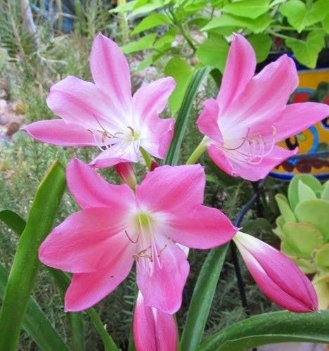Plantsworld Crinum Lily Pink Live Plant (B074X99GDL) Amazon Price History, Amazon Price Tracker