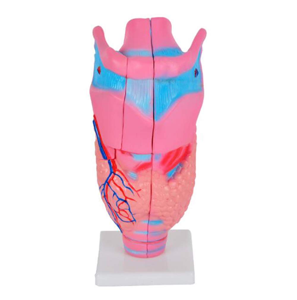 KJMWXOP Larynx Anatomy Model - Human Organ Anatomical Model Larynx Organ Model - Professional Magnified Human Larynx Joint Model
