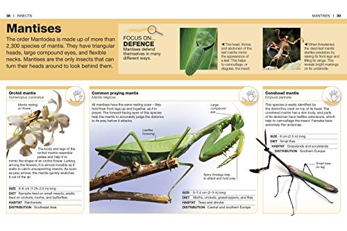 Pocket Eyewitness Insects - Image 3