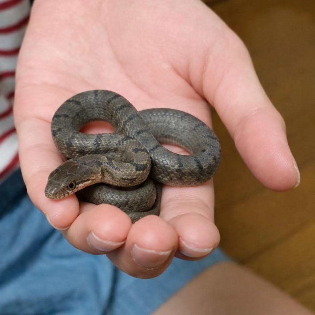 Amazon | 【給餌ガイド付き】拒食対策用 冷凍ヌマガエル 極小〜Mサイズ