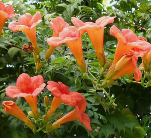 25PCS Campsis Radicans Seeds Vine Flower Trumpet Creeper Seeds Heirloom