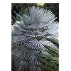 شجرة النخيل القزمة الزرقاء الشتوية هاردي 10 بذور Chamaerops Humilis Var Cerifera
