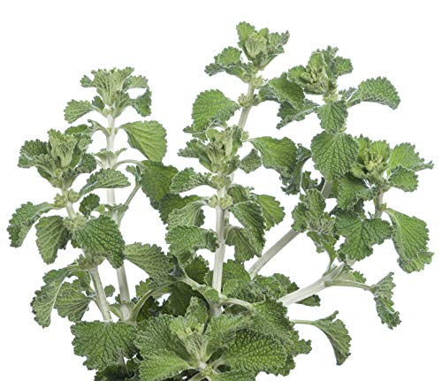 Earthcare Seeds White Horehound 100 Seeds (Marrubium vulgare) Non GMO - Heirloom - Perennial - Open Pollinated