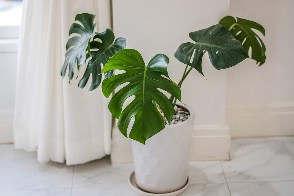 Bloomique - Monstera deliciosa - Costilla de Adán - Plantas de interior - Purificadora del aire - Fácil de cuidar - Altura 70-80 cm - Maceta 21 cm