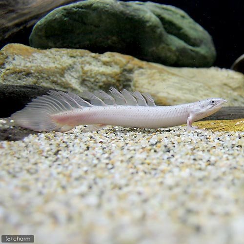 Amazon | （熱帯魚）ポリプテルス・セネガルス ロングフィン（1匹