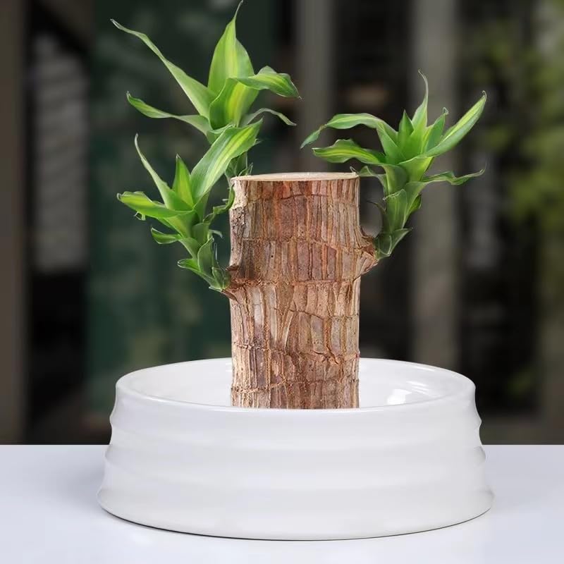Brazilian wood tree,Pack of 1 With pot, 4 to 5 inch Good Luck Live Plant Lucky Brazil Wood Potted Plant | Healthy Indoor Live Lucky Brazilian Wood Plant for Living Room | Feng Shui Plant-image-34