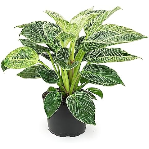 Birkin Philodendron in 6 Inch Pot for Indoor Plants Live Houseplants, Office Plants, Easy Plant Gift, Philodendron Plant Live Plants Indoor Plants Live House Plants Live Plant Decor by Plants for Pets Cover