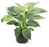 Variegated Philodendron Birkin Houseplant, Powerful Air Purifying Plant, Easy to Grow, Upright Philodendrons, Popular Live Indoor Plants, 6 in. Grower Pot