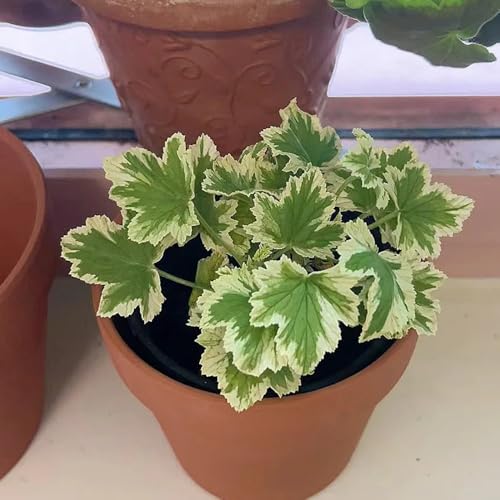 semi di geranio limone - perenni esotiche giardino estremamente resistenti 250pcs