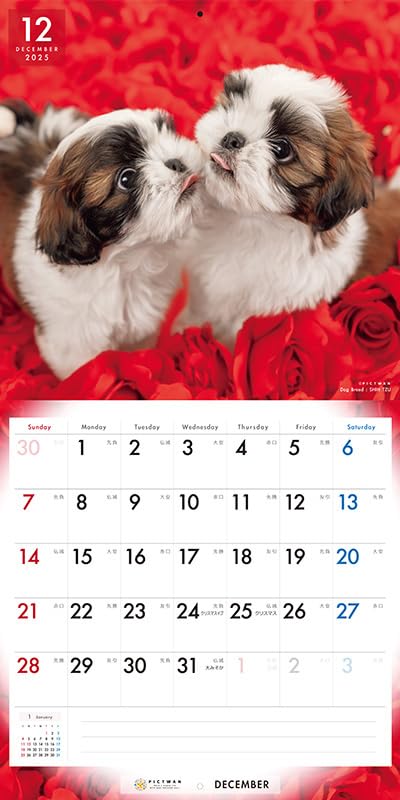 ✨2025年 シーズー カレンダー 犬 イヌ 壁掛けカレンダー Amazon | シーズー カレンダー L版 ピクトワン 2025年 | カレンダー