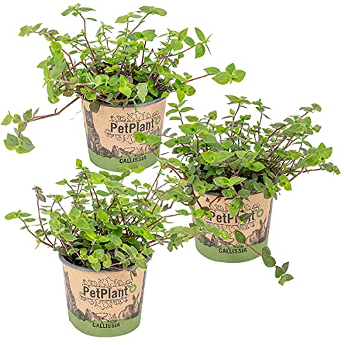 Bloomique - Lot de 3 - Callisia repens - Plante tortue - Comestible pour animaux - Plante d’intérieur - Sans danger - Hauteur 10-20 cm - Pot 12 cm