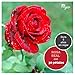 Imagen de LAC FOR YOU Rosa Eterna Natural Preservada