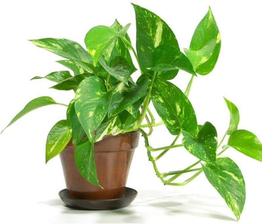 FasanGreen Money Bonsai Indoor & Outdoor Plant with Plastic Bag (Pack of 1) (FG_80) (B0BV6S5FB5) Amazon Price History, Amazon Price Tracker
