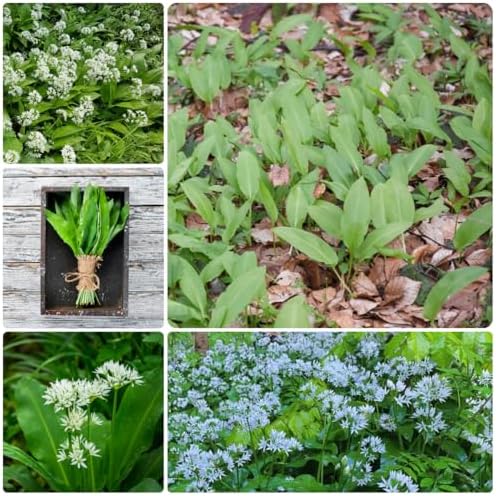 semi di aglio orsino biologico - resistenti giardino roccioso 350pcs