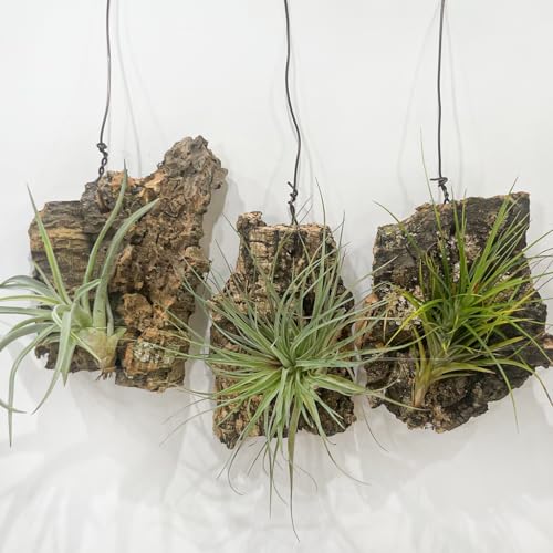 チランジア（エアプランツ）コルク着生 観葉植物｜品種おまかせ 吊り下げ インテリアグリーン hananico（Amazon）