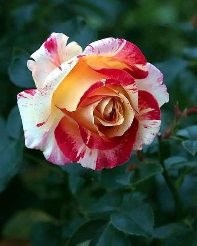 Rainy season rose flower live plant for Home Garden Pack of 1 (B0D5V6CTTP) Amazon Price History, Amazon Price Tracker