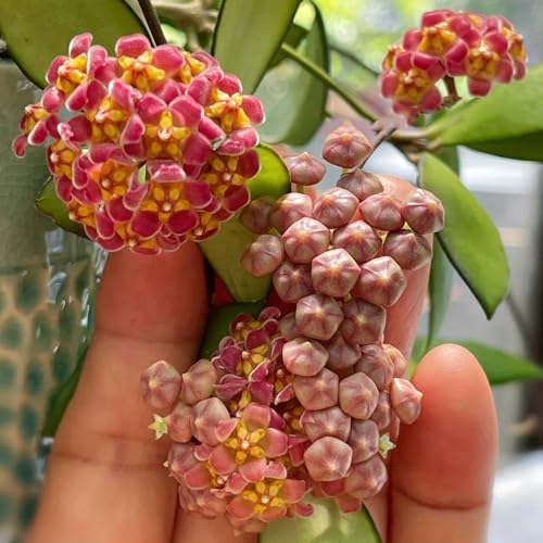 Hoya Seeds, Rare Plant Collector’s Item, Botanical Curiosity, Unique Foliage Vine, Greenhouse Specimen 100pcs
