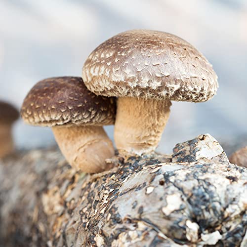 Back to the Roots Organic Mini Mushroom Grow Kit, Harvest Gourmet Oyster Mushrooms In 10 days, Top Gardening Gift, Holiday Gift, & Unique Gift - Image 4