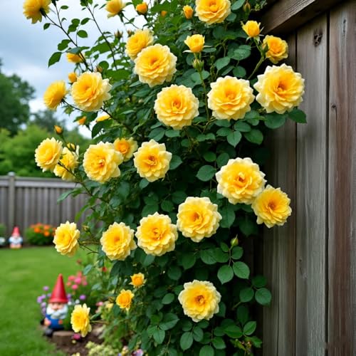 Image of Climbing Rose Hybrid Seeds Pack - Large Flowers- 70 Easy-to-Grow Seeds for Vibrant Blooms, Suitable for All Indian Climates (YELLOW)