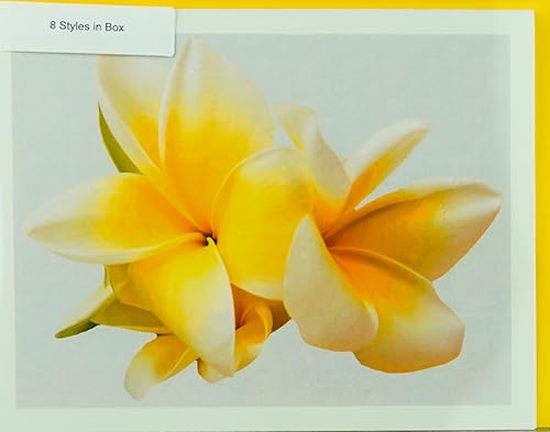 Miniatura 201 de Blooming Flowers – Orquídea Phalaenopsis – Tarjetas fotográficas de alta gama, pesadas y suaves, 8 con 10 sobres de colores, juego en caja