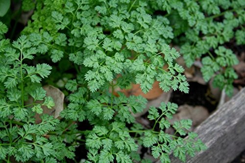 400x Inverno cerfoglio Microgreen o Giardino Seeds