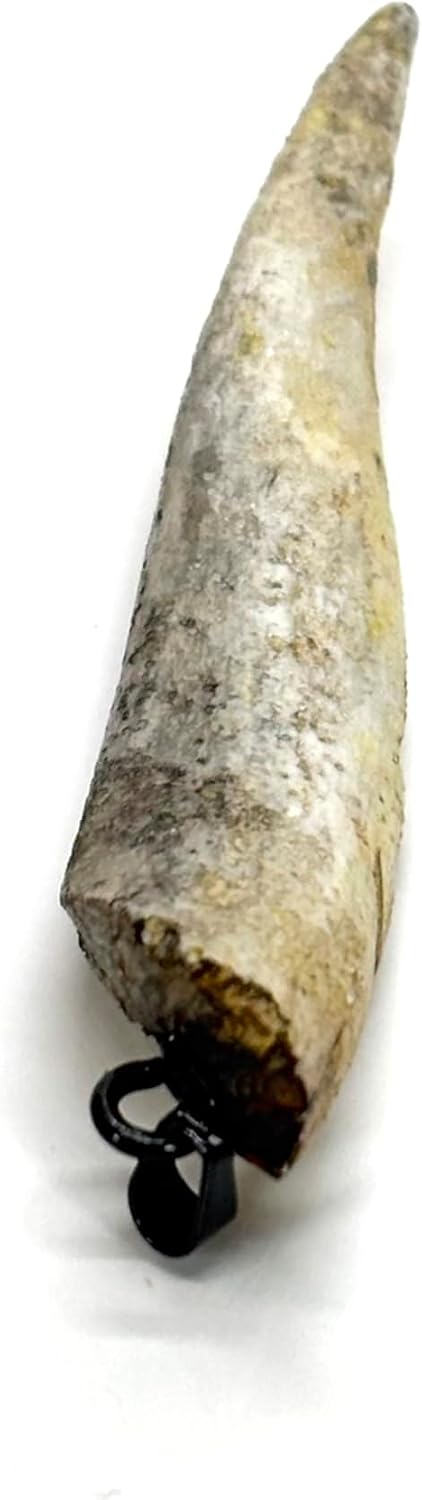 Devils Horn Pendant, Unique Collectible Accessory, Pendant Only, Make Your Own Jewelry, 2.87 inches long (7.3 cm), with Gift Box