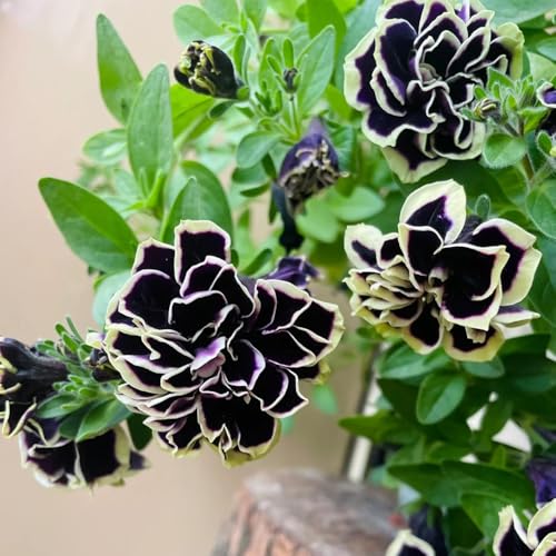 semi di petunia - selvatici perenni decorazione soggiorno rampicanti resistenti 400pcs