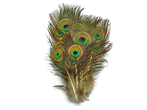Moonlight Feather | 10 Pieces - Mini Natural Peacock Tail Body Feathers 3-6" Long #TOP1