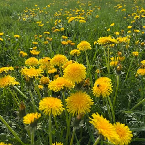 Comprar semillas de diente de león - primavera perennes resistentes, exóticas para el jardín orgánicas, balcón, 200pcs