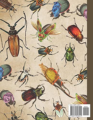 Notebook: College Ruled Vintage Beetle Composition Notebook - Image 2