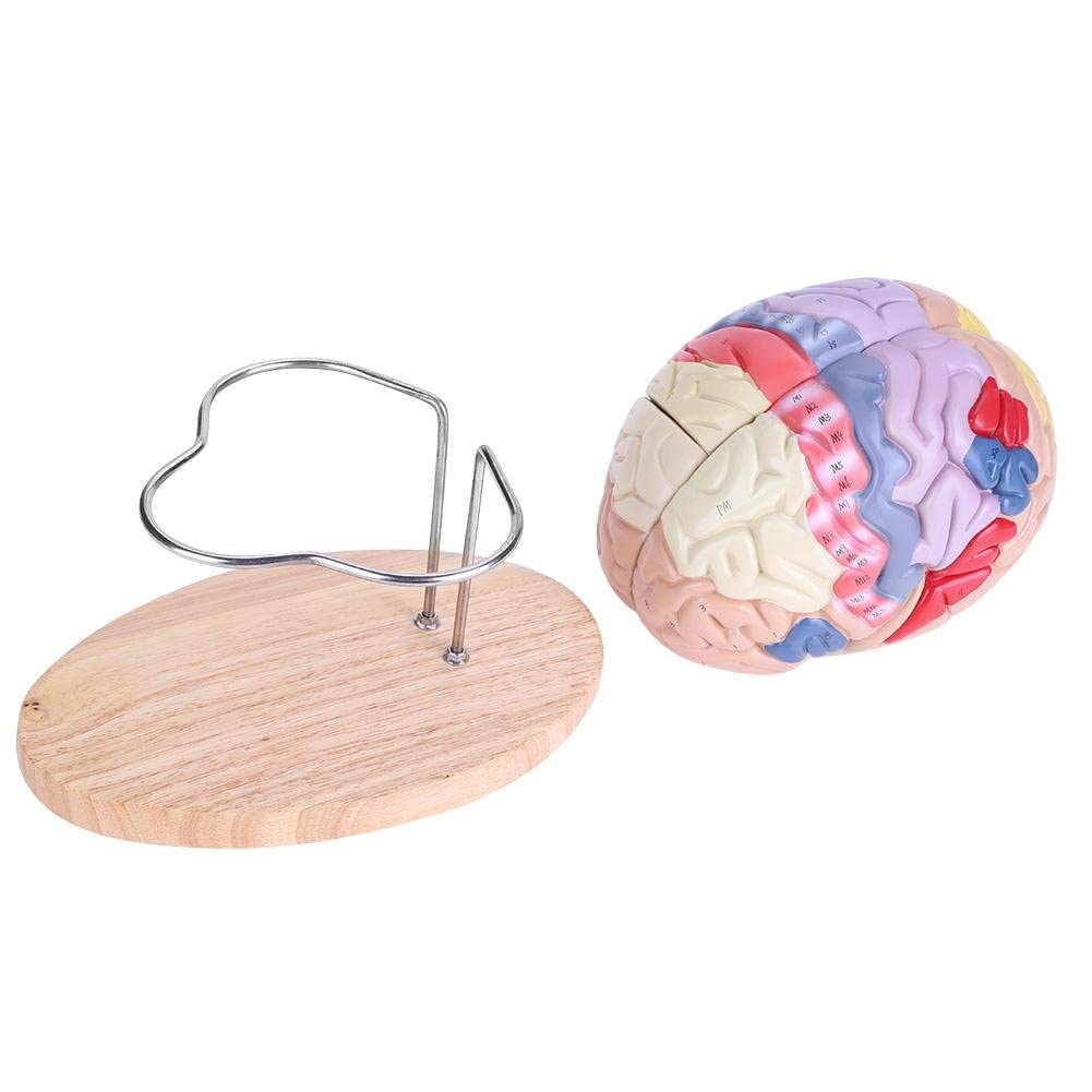 Modello didattico, modello di cervello umano, modello di cervello medico, struttura del cervello in 4 parti 1:2, modello dimostrativo del cervello in PVC con codice colore suddiviso in partizioni med