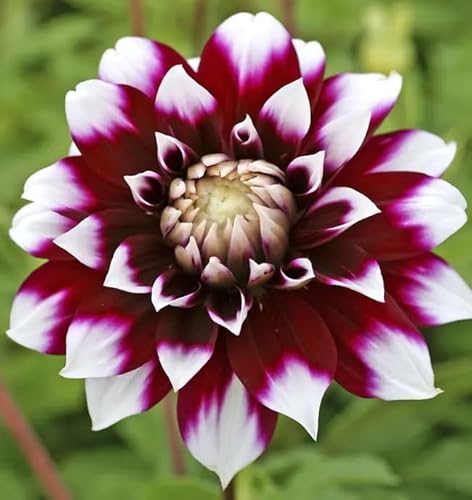 Votaniki Dahlia Mystery Day - Perennials, Large Blooms, Decorative Dahlia