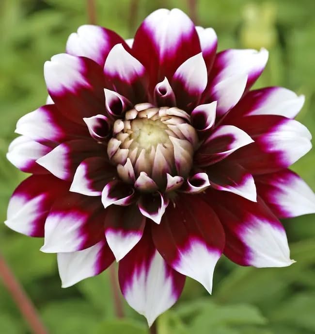 Votaniki Dahlia Mystery Day - Perennials, Large Blooms, Decorative Dahlia 'Mystery Day' | Dahlia...