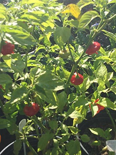 Miniatura 4 de Ajicito Aji Dulce Aji Gustoso Cachucha Sweet Pepper 100 Semillas de Gonzalez Agrogardens