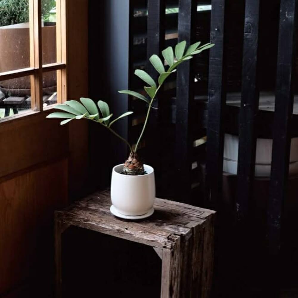 肉球型　植木鉢　屋外イメージ Amazon.co.jp: 植木鉢 おしゃれ 陶器鉢 オストボールL＜ 20.5cm 7号 穴