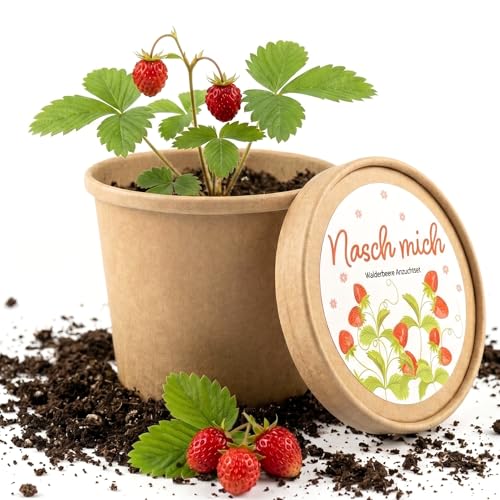 Wald Erdbeere Anzucht Set im Topf Erdbeeren selbst anbauen auf der Fensterbank Komplettes Pflanzset mit Samen & Erde Süße Erdbeeren für Balkon Küche Naschen & DIY Garten zuhause