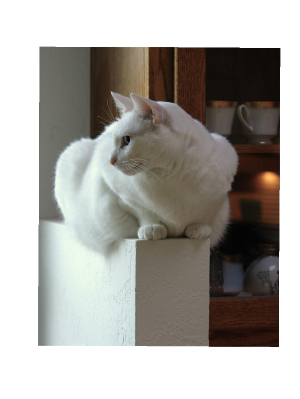 The Cat Encyclopedia: Cat Breeds (Everything You Need To Know About Cats)