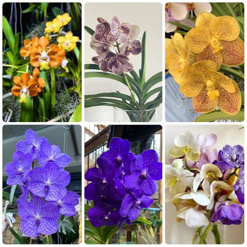 Semi pendenti di orchidea Vanda, regali per gli amanti del giardino da giardino, biologici semi da giardino di per luoghi soleggiati 50pcs